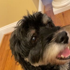 Meet your Posher, Alana